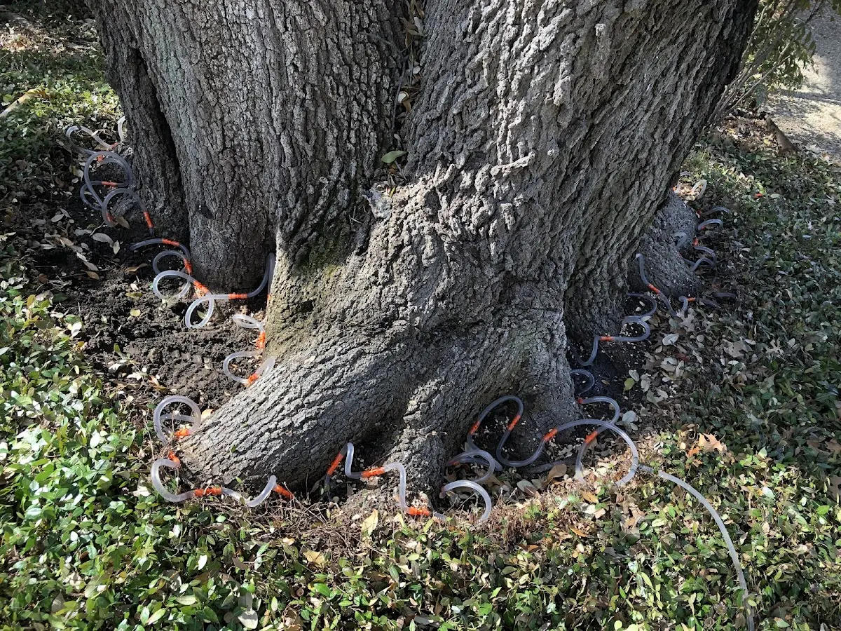 Detailed Tree Cabling and Bracing job site in Falls