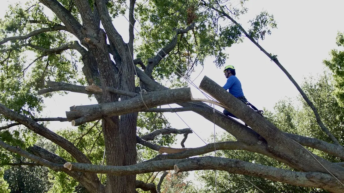 Professional Crown Thinning performed by certified arborists in Falls