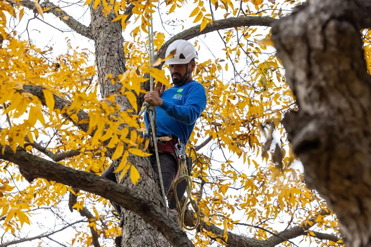 Skilled Storm Damage Cleanup crew working in Falls
